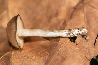 Close-up of wood