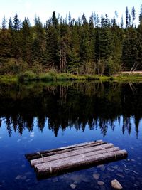 Pier on lake against trees in forest