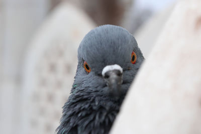 Close-up of pigeon