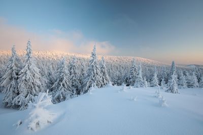 Snow covered land and trees against sky during winter