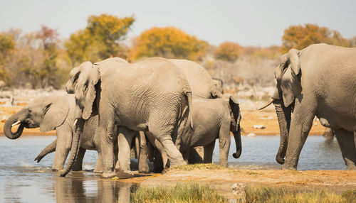 Elephants in the etosha national park namibia south africa
