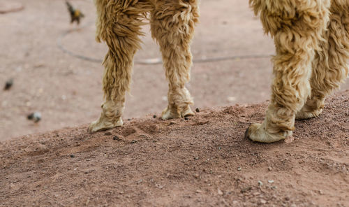 Low section of horse standing on ground