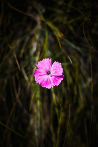 Rare species of flowers, dianthus, captured on a autumn day in the carpathian mountains, romania.