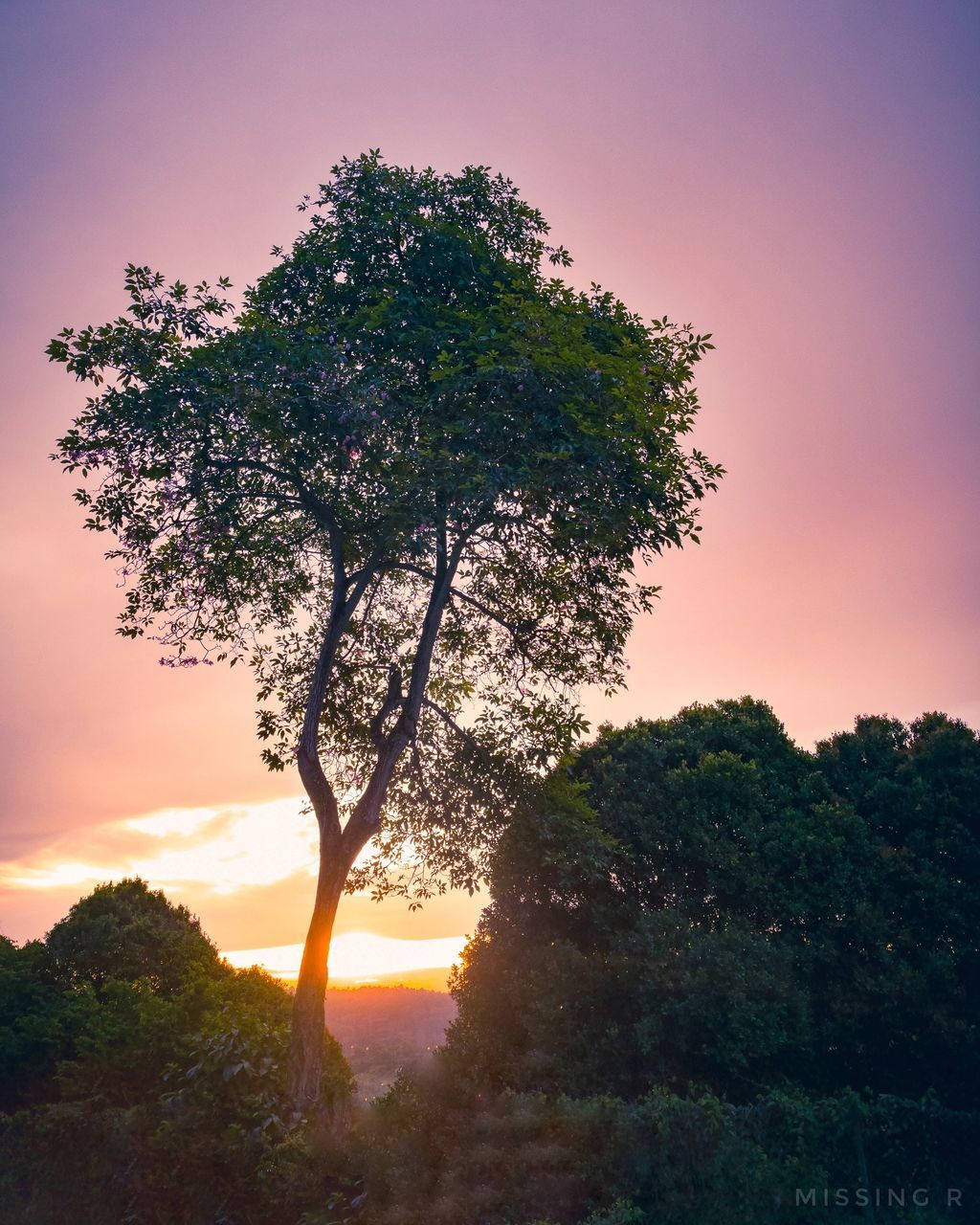 Silhouette tree in forest against sky at sunset