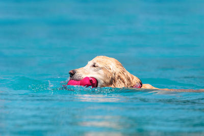 High angle view of golden retriever swimming in sea