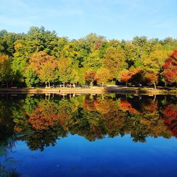 Reflection of trees in pond