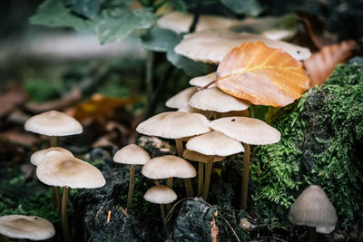 Close-up of mushrooms growing on land