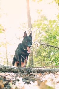 Portrait of dog sitting on tree