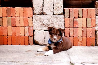 Portrait of dog sitting against brick wall