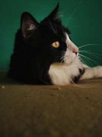 Close-up of cat looking away