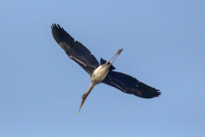 Low angle view of eagle flying in sky