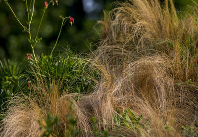 Close-up of crops on field