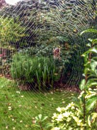 Close-up of spider on web