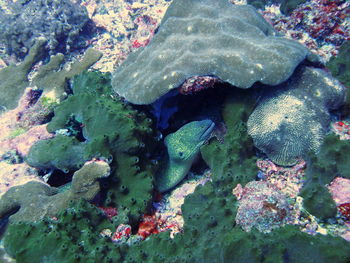 High angle view of moray eel by coral in sea