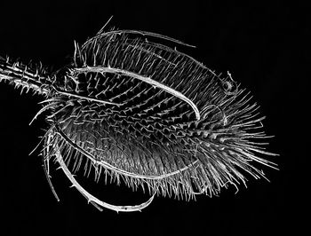 Low angle view of firework display