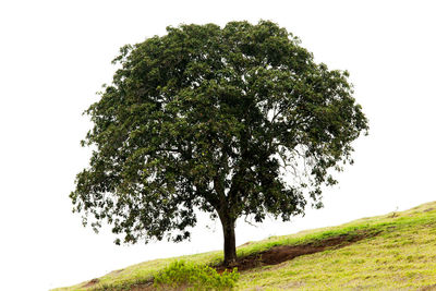 Tree on field against clear sky