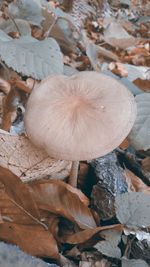 Close-up of mushrooms