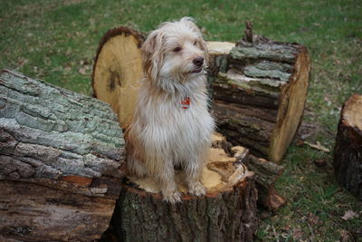 View of a dog on wood