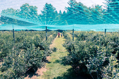 Plants and trees against sky