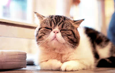 Close-up portrait of cat sitting at home