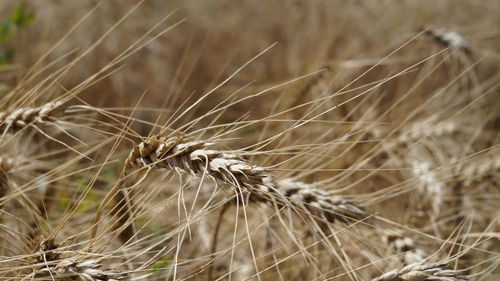 Close-up of dried plant on field