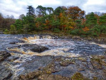 Scenic view of river in forest against sky