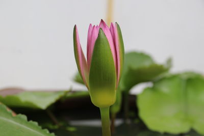 Close-up of pink lotus water lily