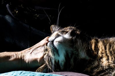 Close-up of a cat