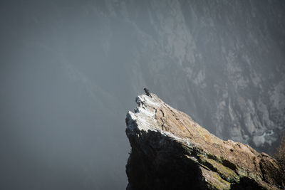 High angle view of bird on edge of rocky cliff