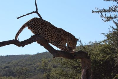 Low angle view of lizard on tree in forest against sky