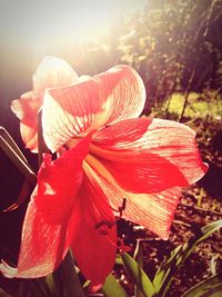 Close-up of wet red flower