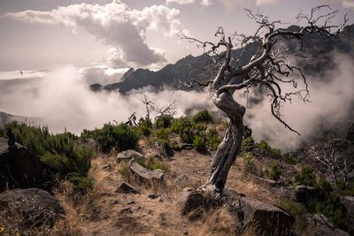 Dead tree on landscape against cloudy sky