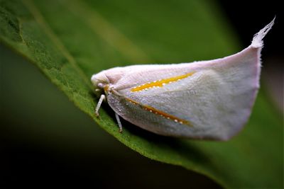 Close-up of a flower