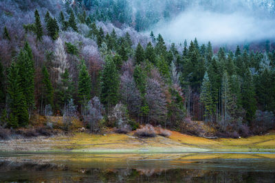 Panoramic view of pine trees in forest