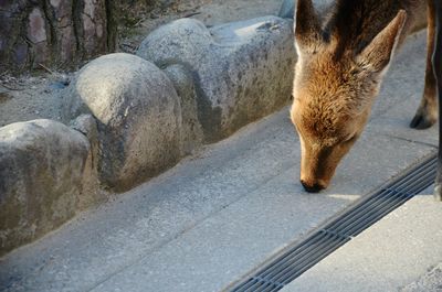 Close-up of deer