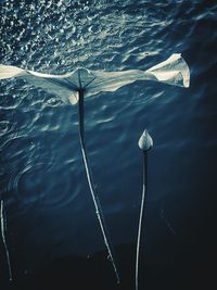 High angle view of swimming in lake