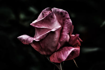 Close-up of wilted rose