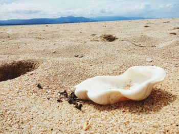 Close-up of seashell on beach