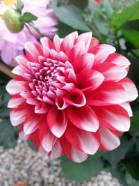 Close-up of pink flowers