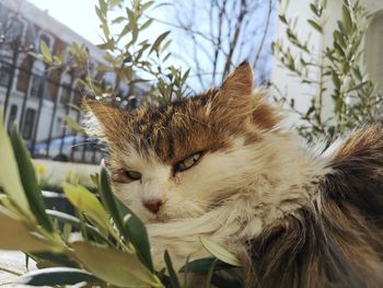 Close-up portrait of a cat