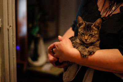 Cat on hand at home