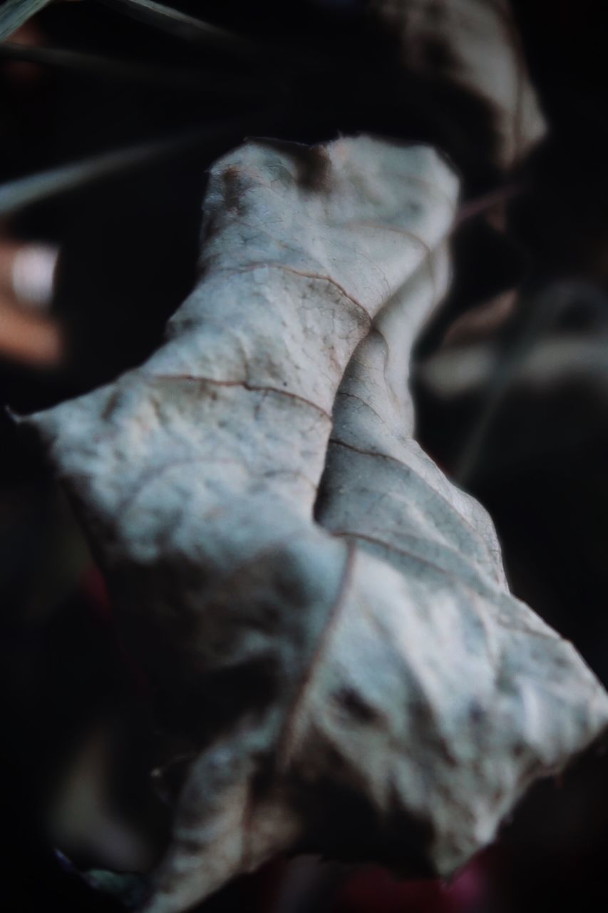 CLOSE-UP OF DRIED LEAF