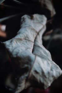 Close-up of dried leaves