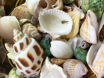 High angle view of seashells