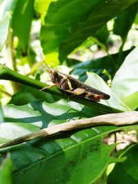 Close-up of insect on leaves