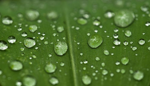 Close-up of raindrops on leaves