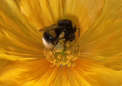 Close-up of bee pollinating on yellow flower