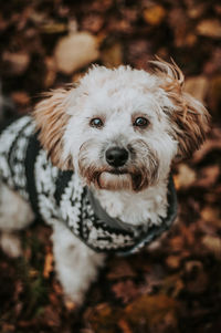 Close-up portrait of white dog