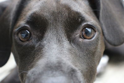 Close-up portrait of dog at home