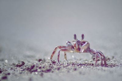 Close-up of spider on the beach